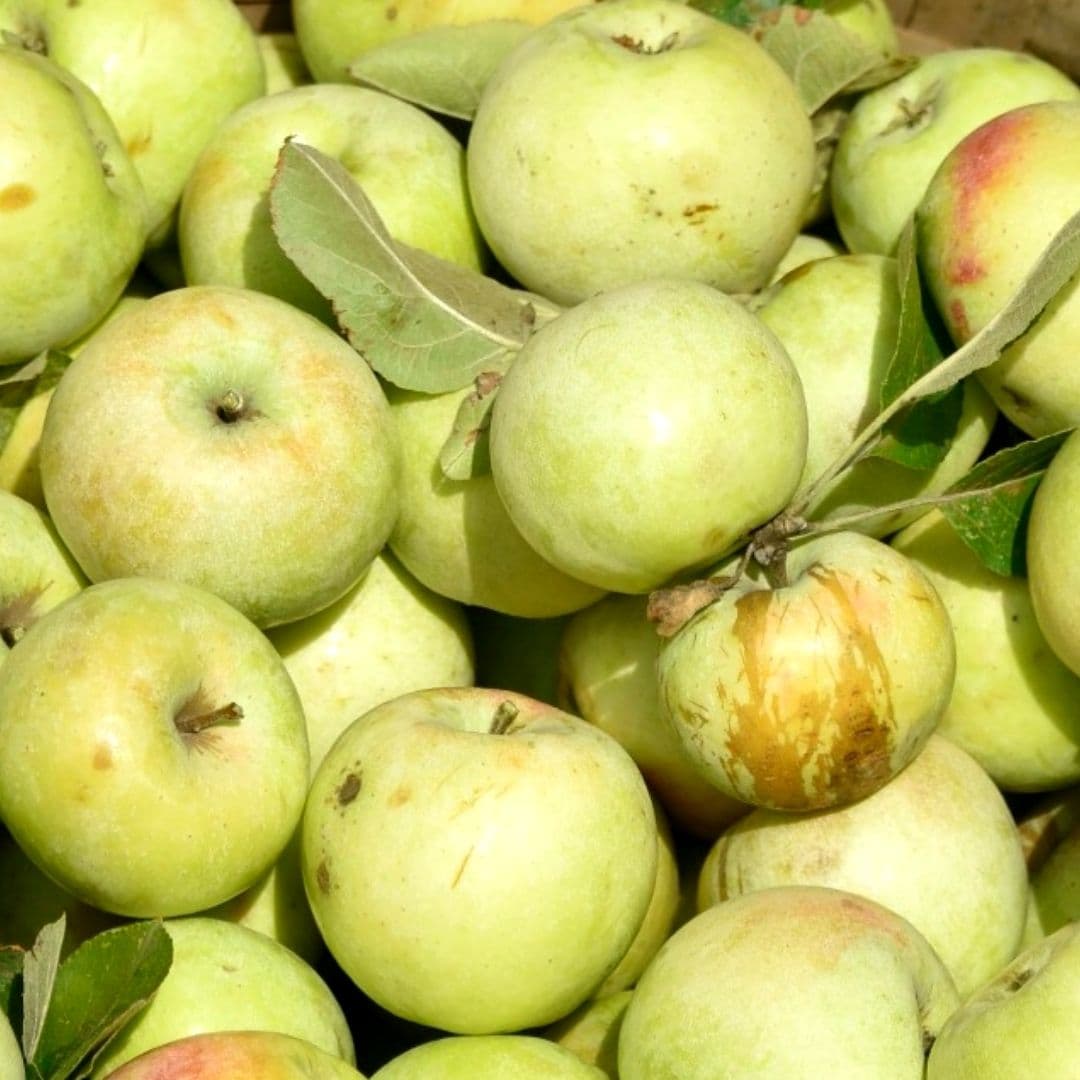 Al Yanaklı Göbek Elma