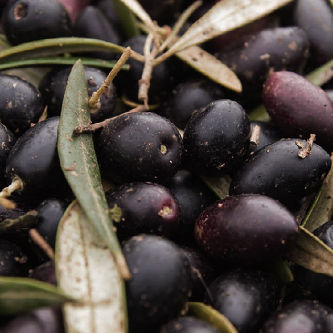 Yağı Seçkin Butko Zeytin