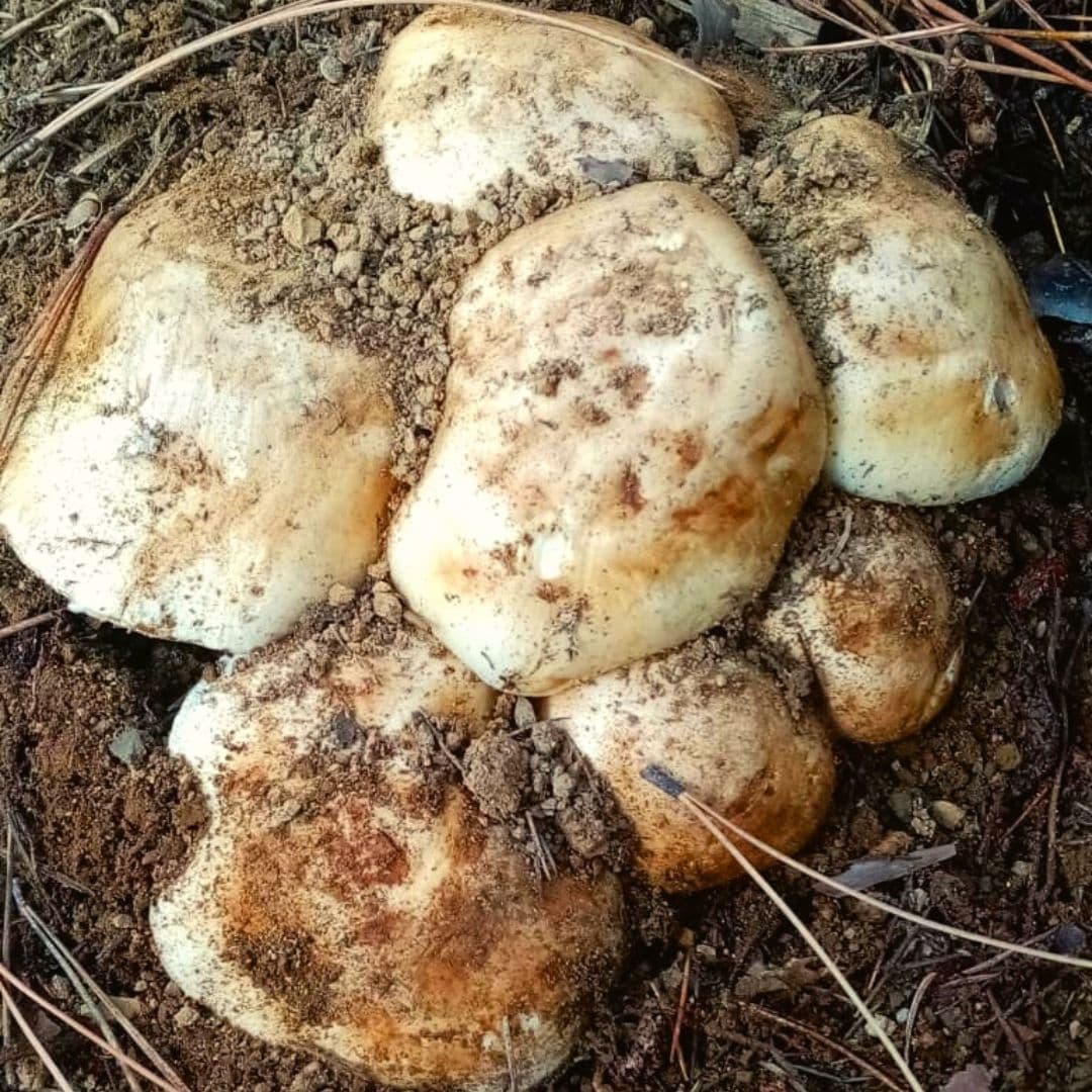 Ormanın Utangacı Sedir Mantarı