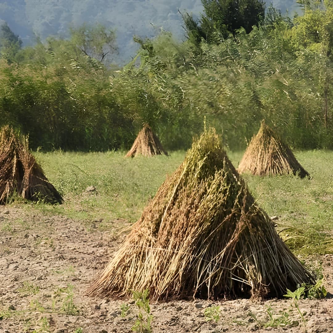 Deniz Aromalı Gökova Susamı