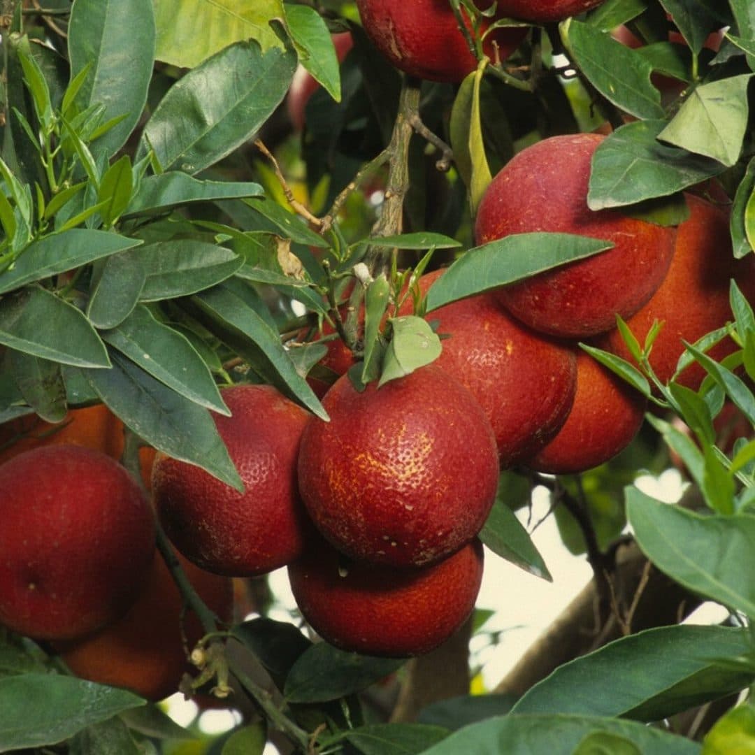 Portakal Gibi Taklitçi Kızıl Limon